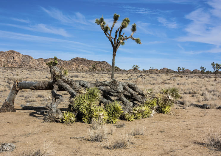 How to Spend 1 Day in Palm Springs